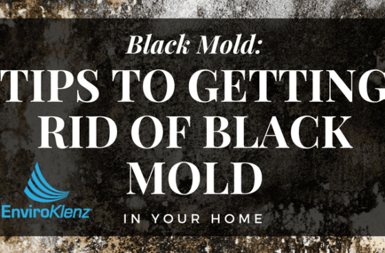 Black Mold: Tips to Getting Rid of Black Mold in Your Home