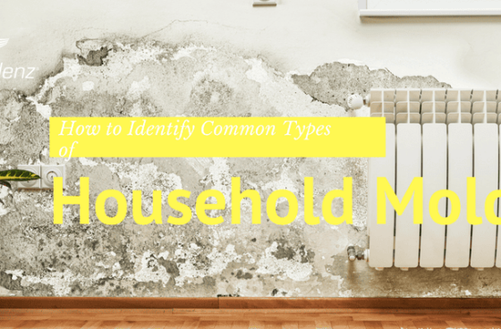 How to Identify Common Types of Household Molds