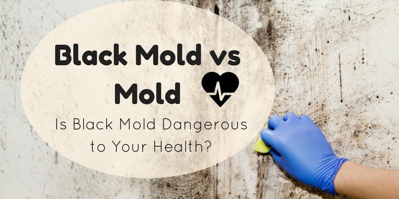 Black Mold vs Mold- Is Black Mold Dangerous to Your Health?