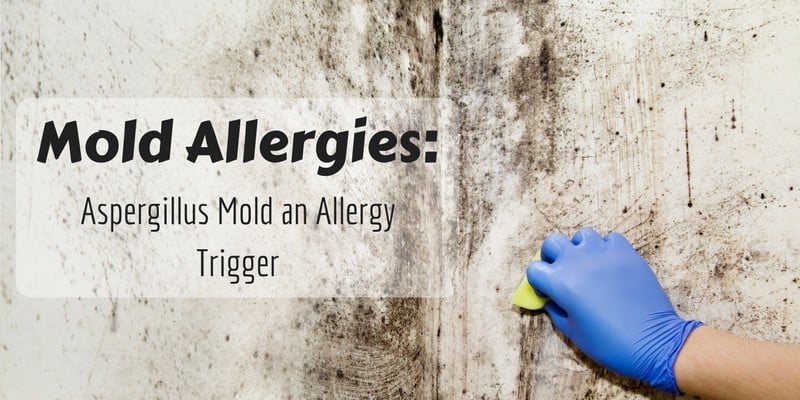 Mold Allergies- Aspergillus Mold an Allergy Trigger
