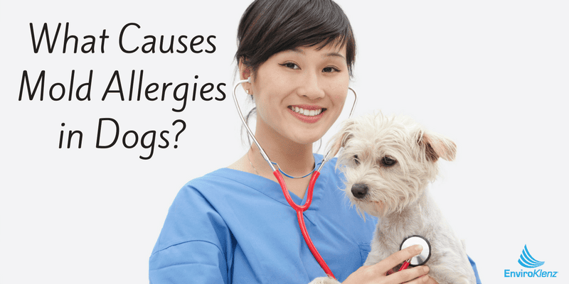 What Causes Mold Allergies in Dogs