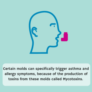 Is Asthma a Disease Caused by Mold?