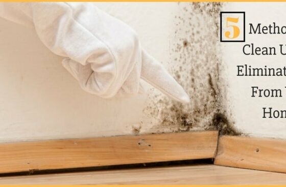 Methods to Clean Up and Eliminate Mold From Your Home