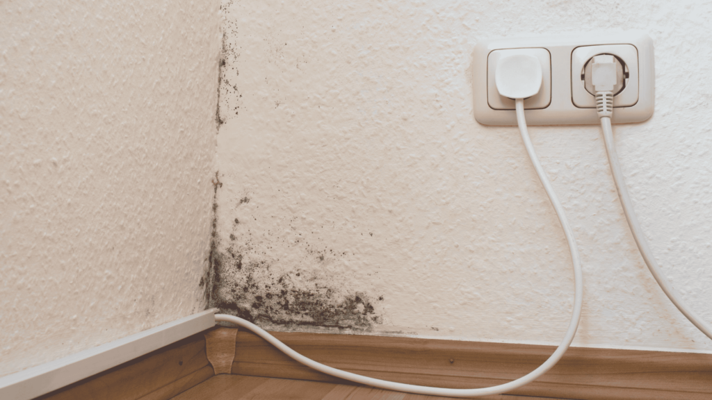 black mold health issues