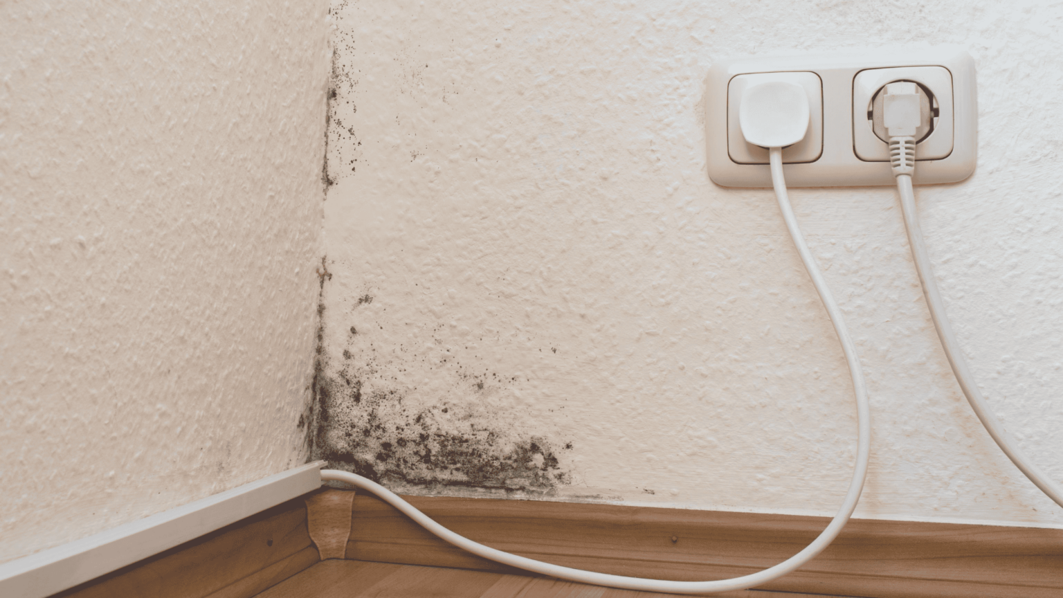 Black Mold vs. Dust Which Poses a Greater Risk? EnviroKlenz