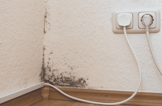 black mold health issues
