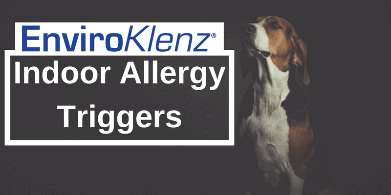 Indoor Allergy Triggers