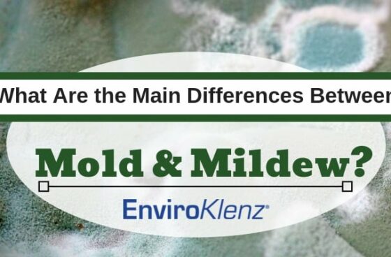 What Are the Main Differences Between Mold and Mildew