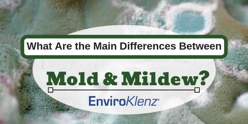 What Are the Main Differences Between Mold and Mildew