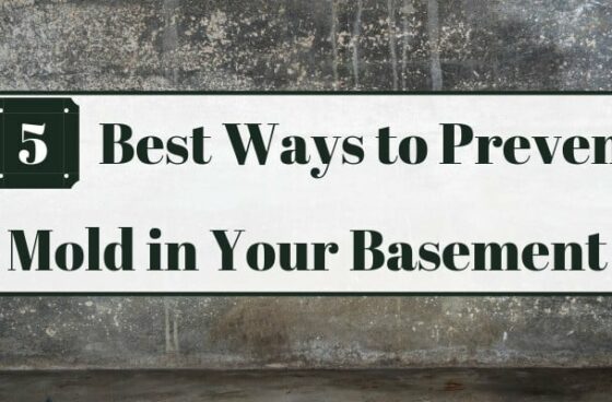 Best Ways to Prevent Mold in Your Basement