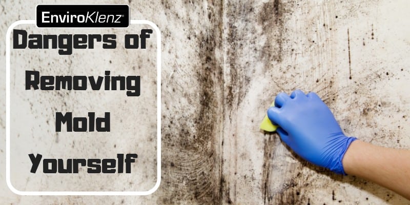 Dangers of Removing Mold Yourself