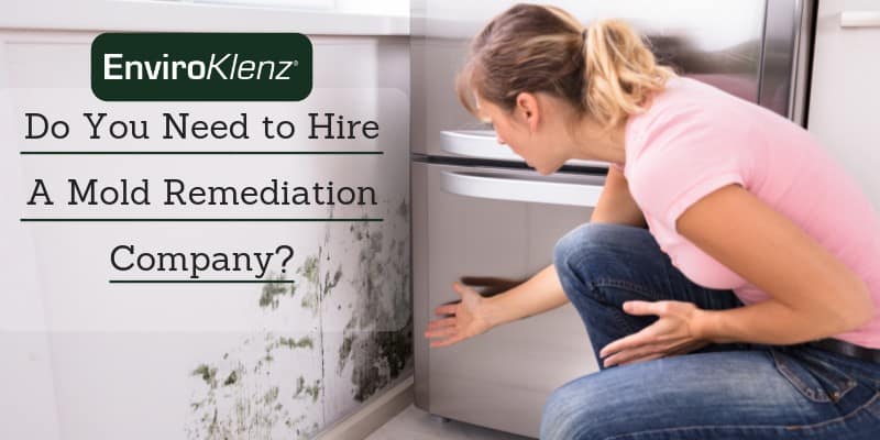 Do You Need to Hire A Mold Remediation Company