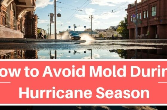How to Avoid Mold During Hurricane Season
