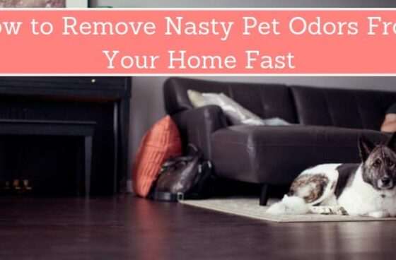 How to Remove Nasty Pet Odors From Your Home Fast