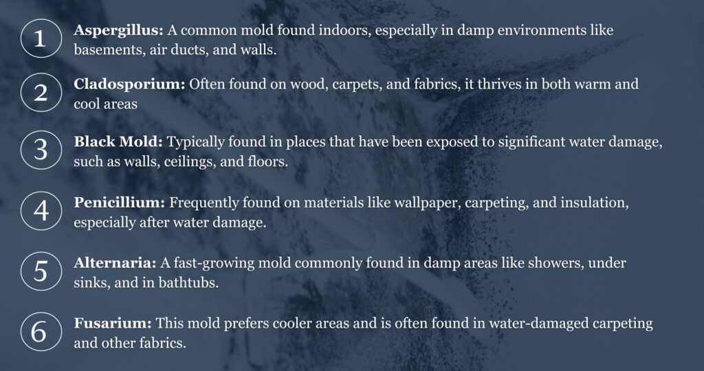 6 common types of household mold