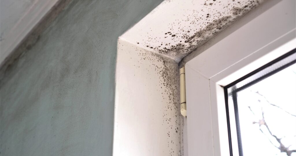 Mold in a home