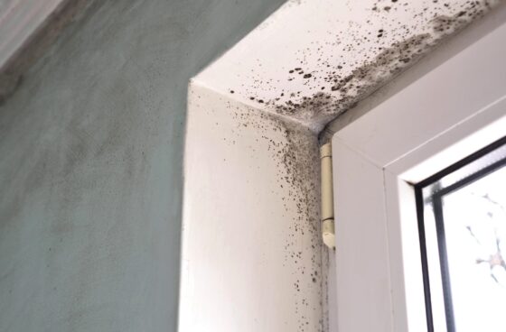 Mold in a home