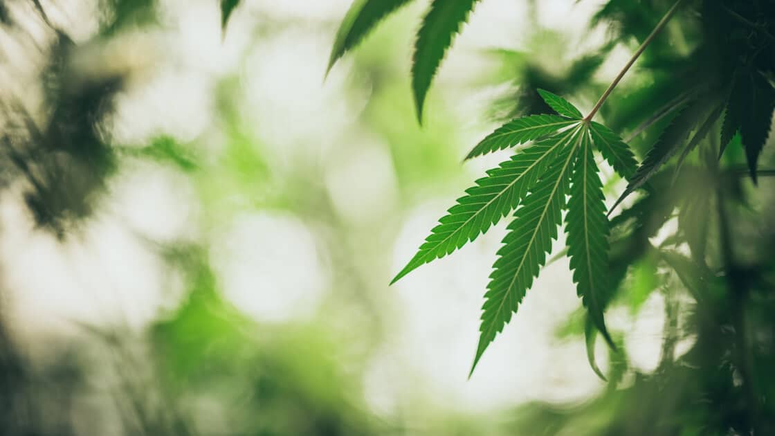 Does a Carbon Filter Remove Weed Smell?