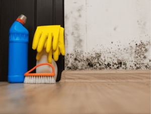 How to Find Black Mold in Your Home