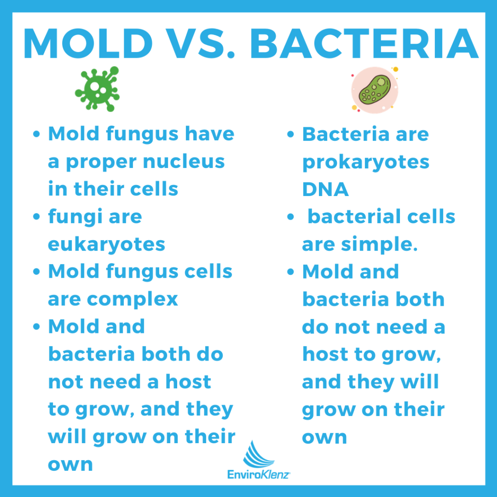 Mold-Vs.-Bacteria