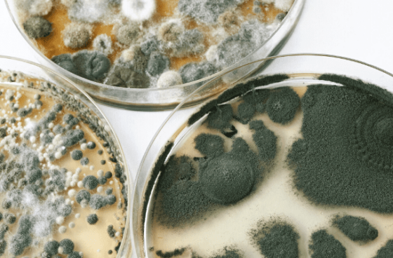 How to Find Hidden Mold in Your House