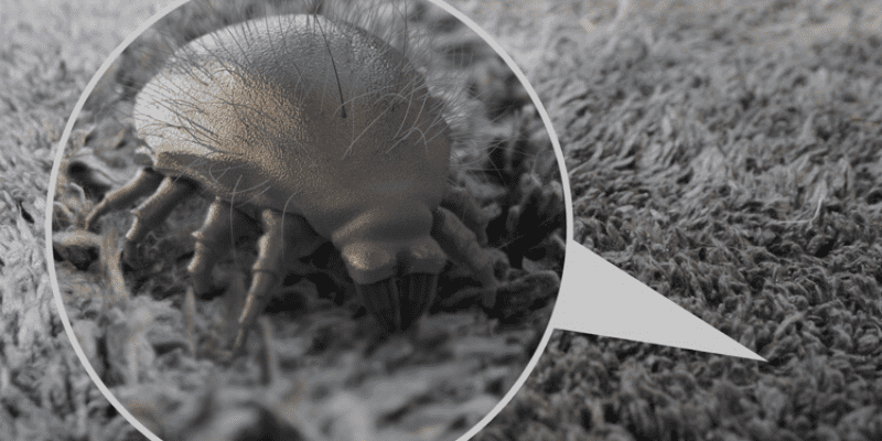 How Do You Know If You Have Dust Mites at Home