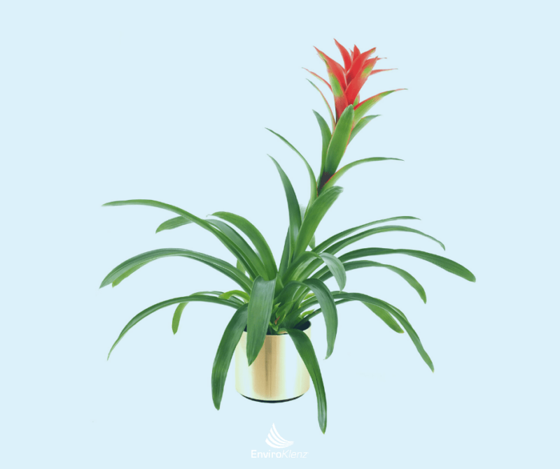 Do House Plants Improve Air Quality? EnviroKlenz