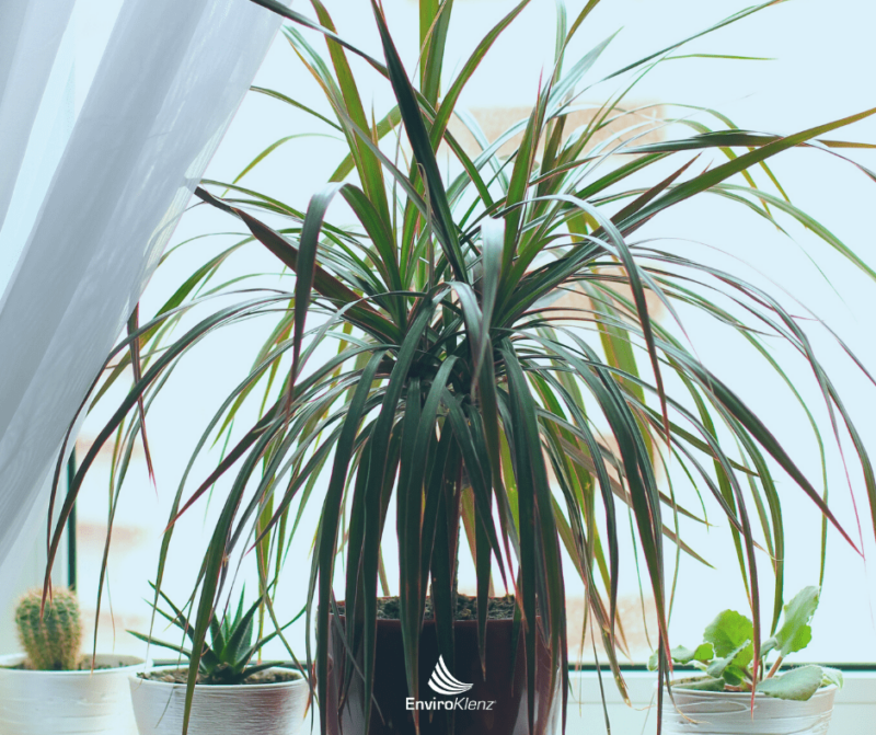 Do House Plants Improve Air Quality? EnviroKlenz