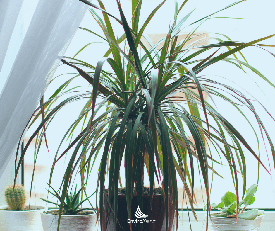 Do House Plants Improve Air Quality? EnviroKlenz