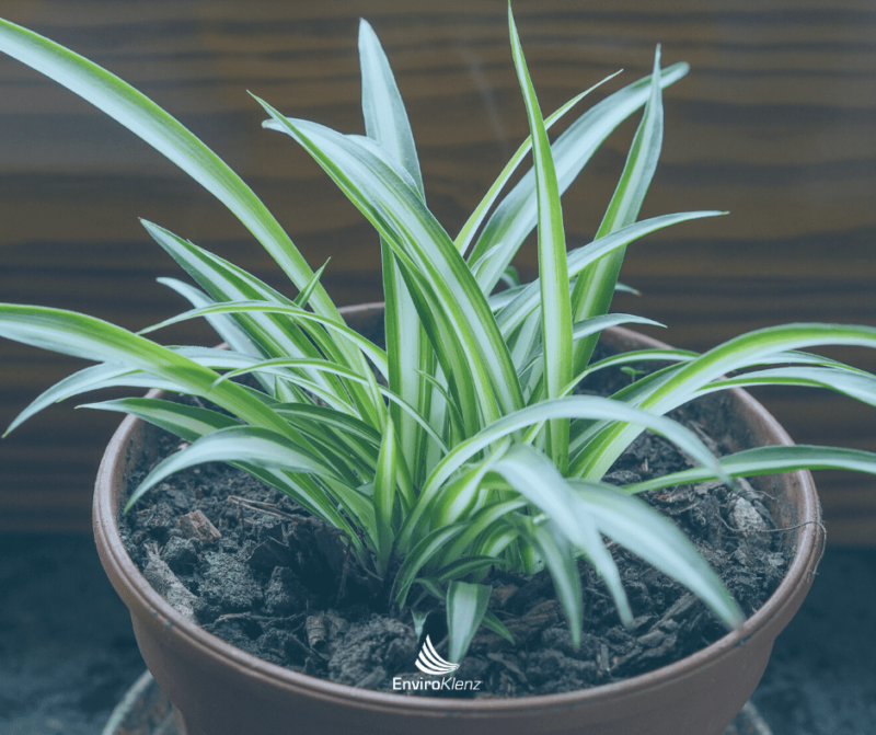 Do House Plants Improve Air Quality? EnviroKlenz