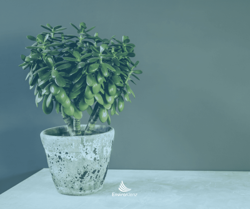 Do House Plants Improve Air Quality? EnviroKlenz