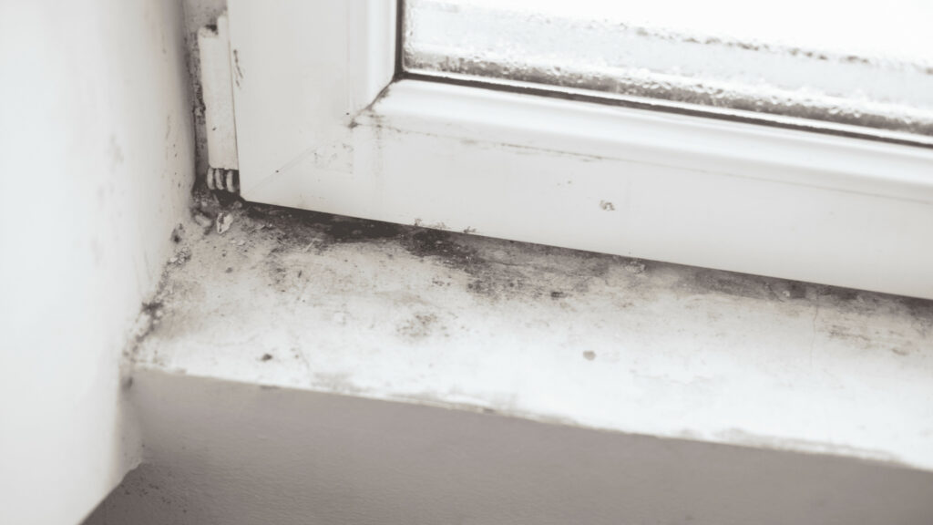 how to get rid of winter mold