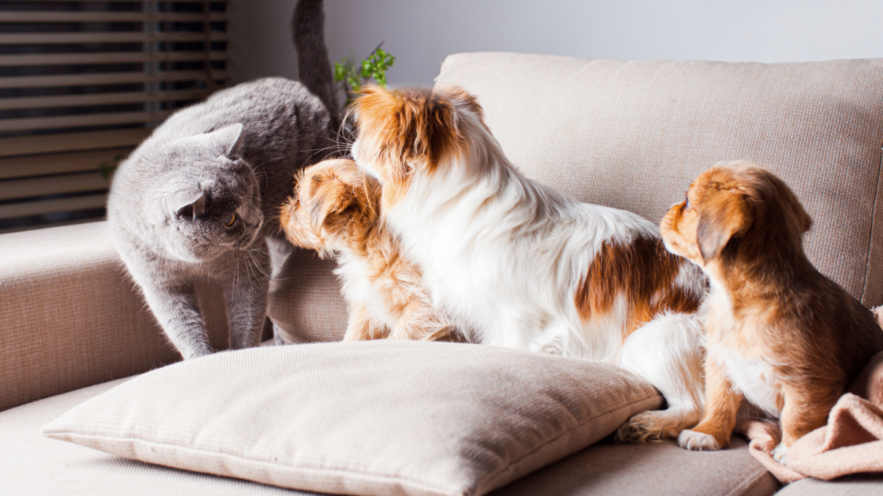 Do Air Purifiers Reduce Pet Odors? EnviroKlenz