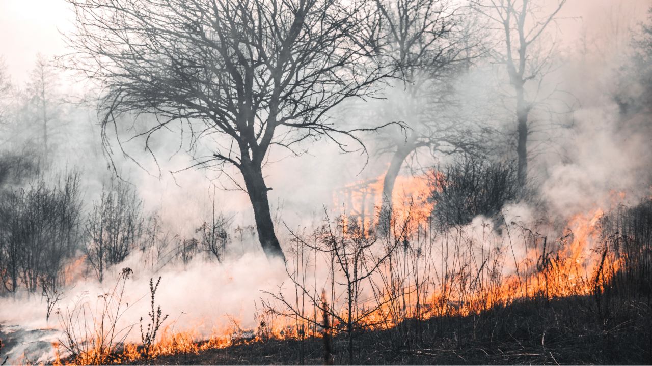 How To Keep Wildfire Smoke Out of Your Home - EnviroKlenz