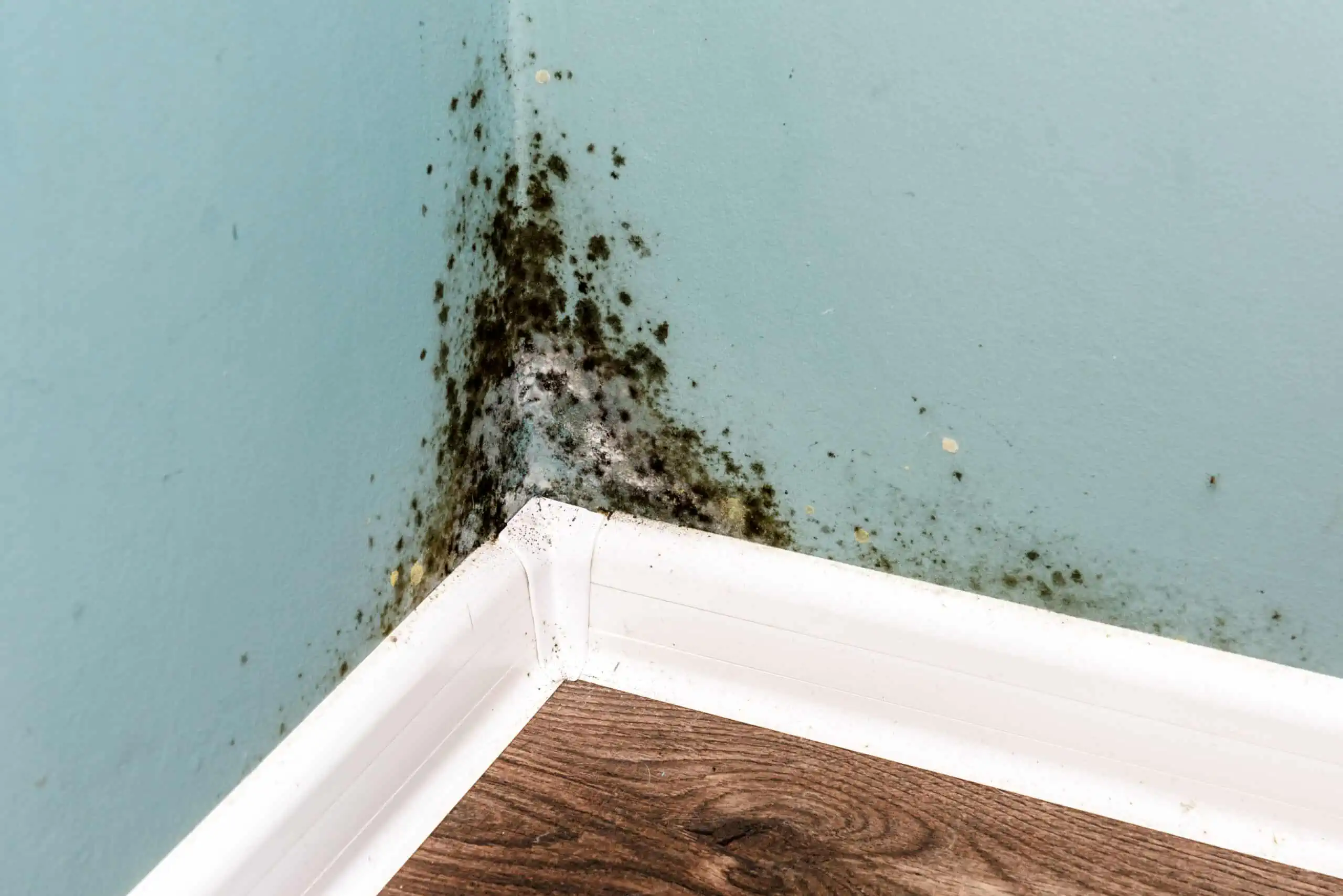 3 Signs of Black Fungus (Toxic Black Mold) in Your Home