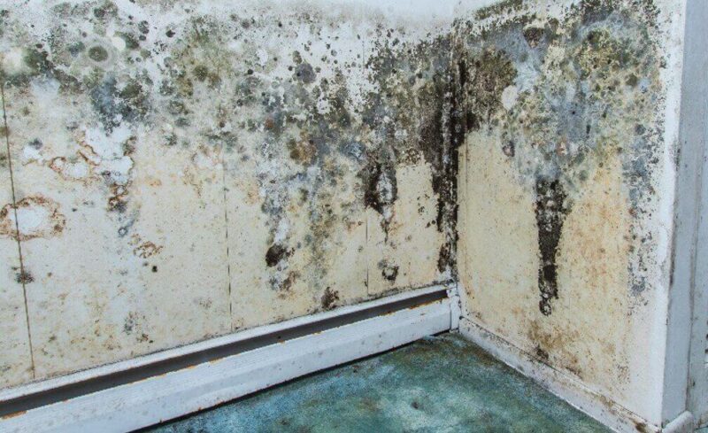 How Long Does It Take Mold to Grow Rapidly on Surfaces