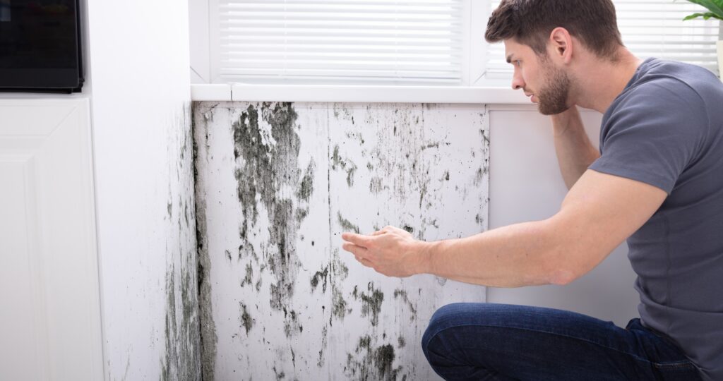 A man finding black mold in his home